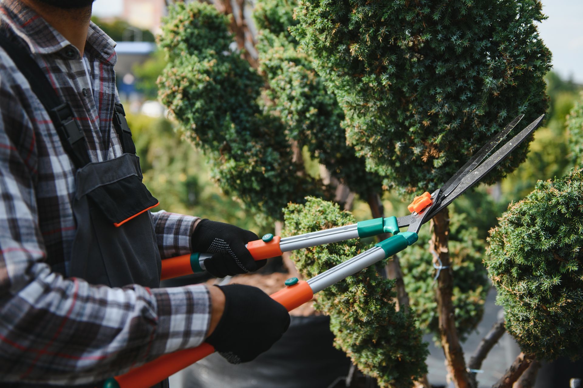 Gardener trimming a bush with large shears. Wearing gloves, overalls, and plaid shirt.