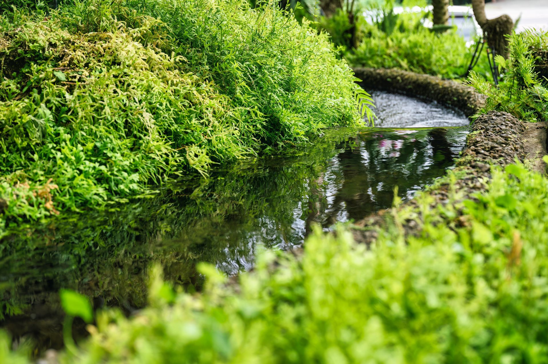 A small pond with water surrounded by lush green plants and foliage.