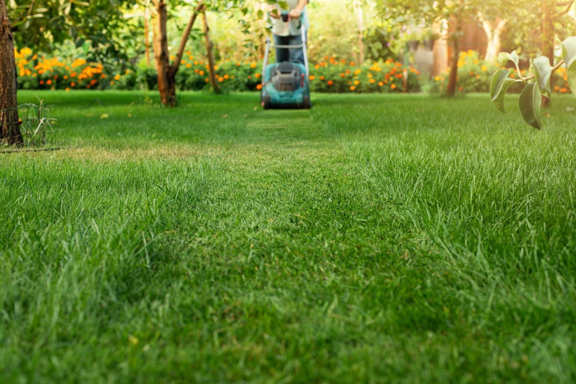 Lush green lawn in a sunny park with trees and flowers, and a person riding a lawn mower in the distance