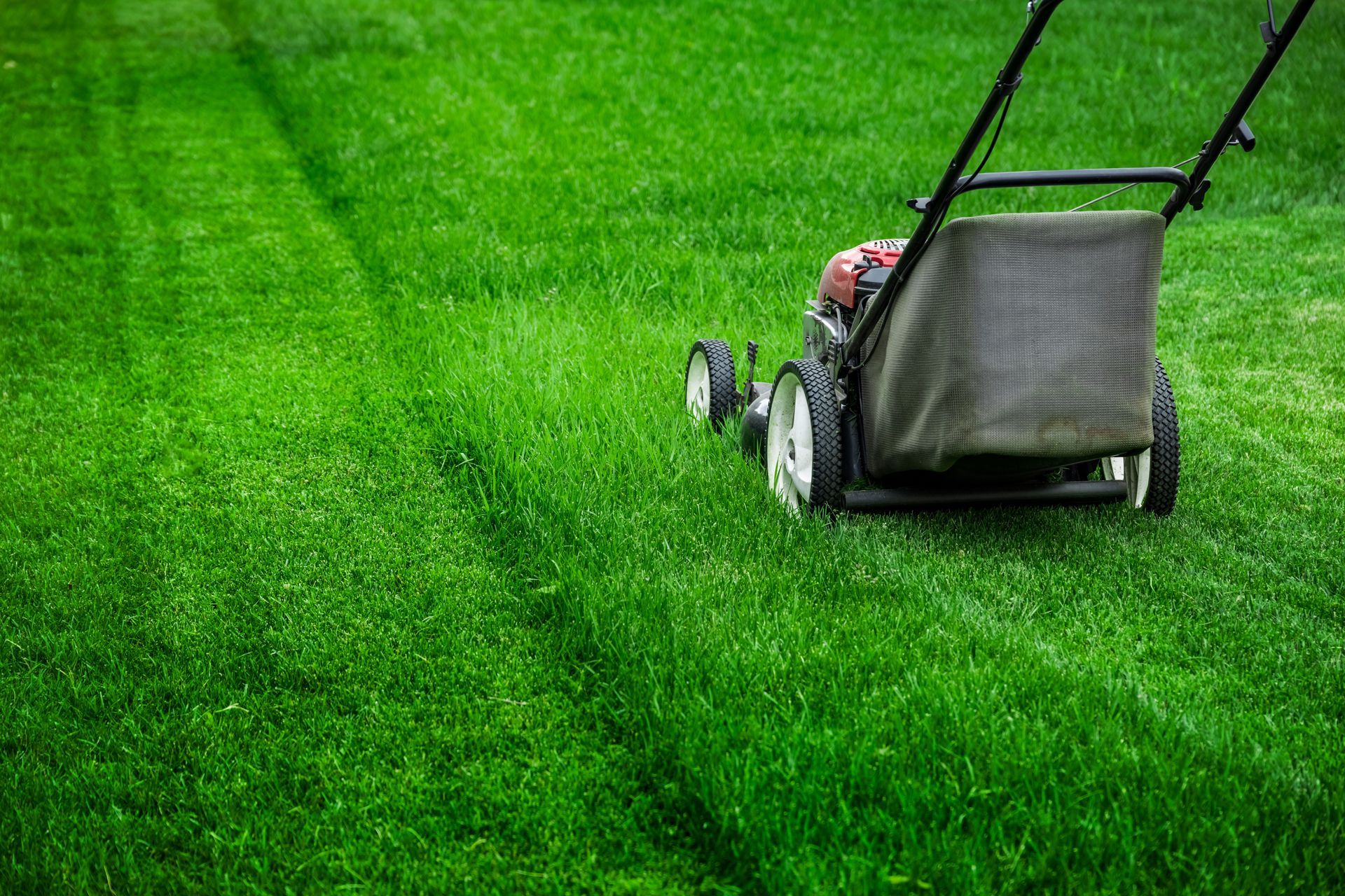 Lawn mower cutting bright green grass, viewed from behind on a lawn