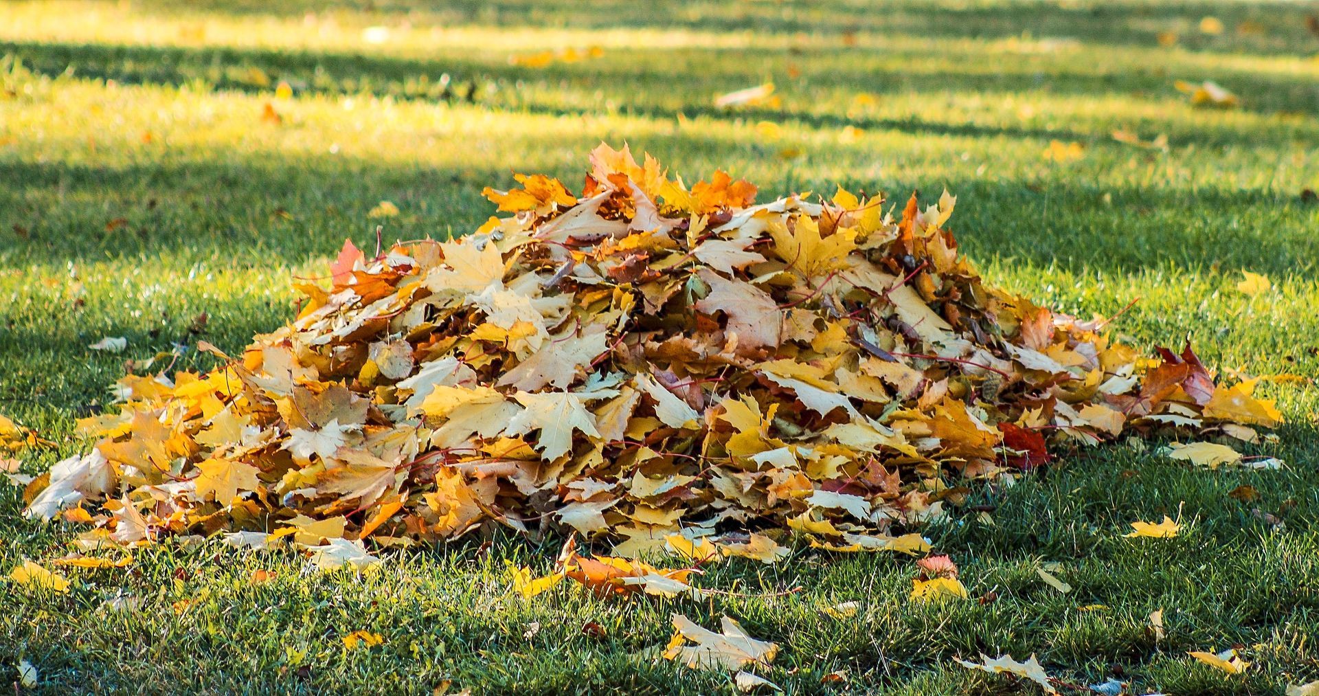 A pile of autumn leaves on green grass in a sunlit yard.