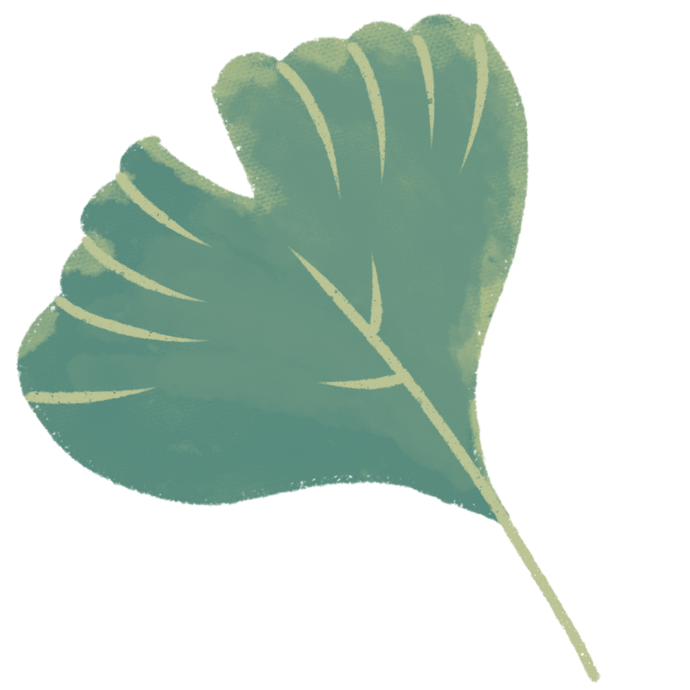 Ginkgo leaf, teal-green with pale green veins, on a white background.