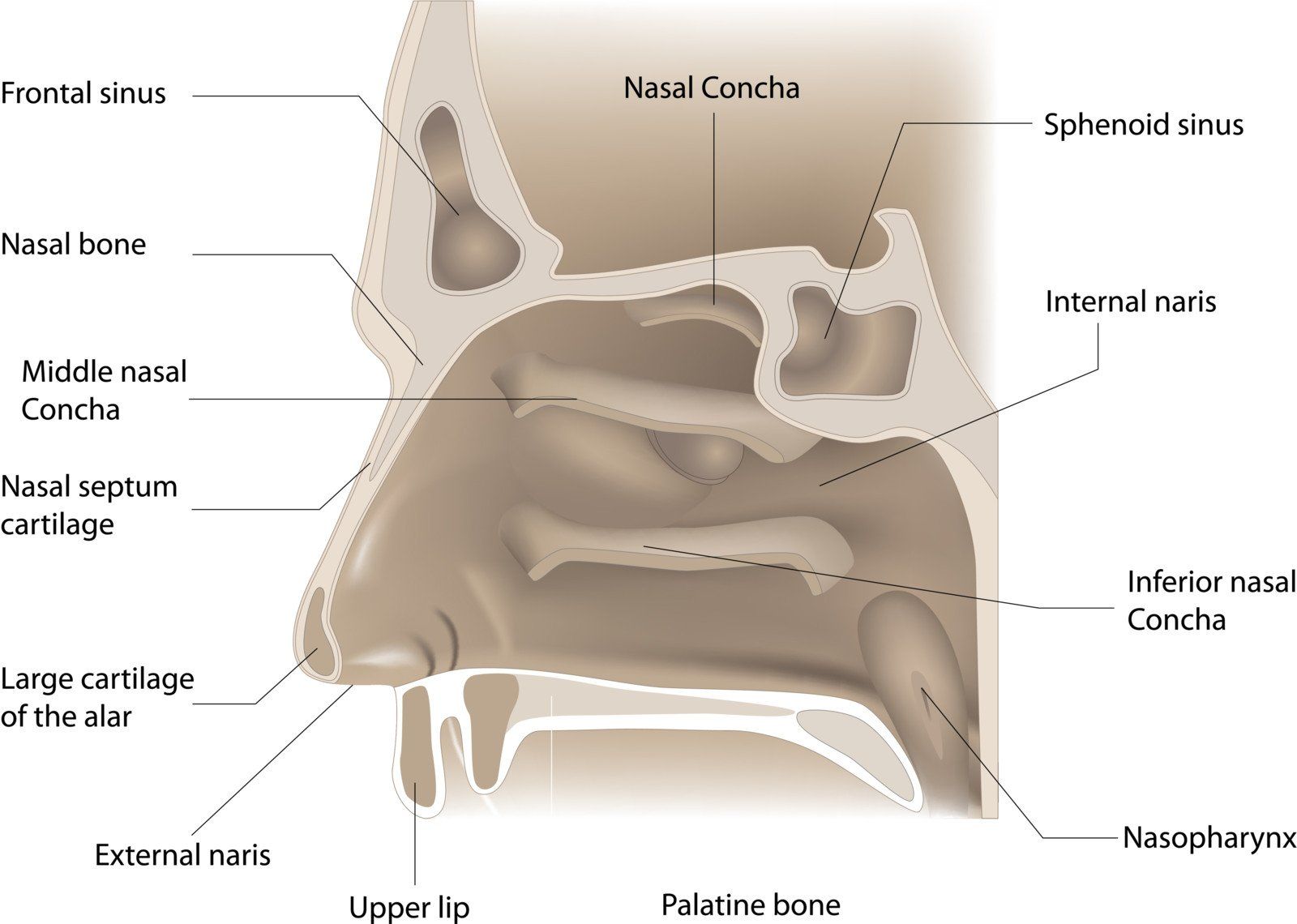 Nose anatomy showing the inferior turbinates and nasal septum