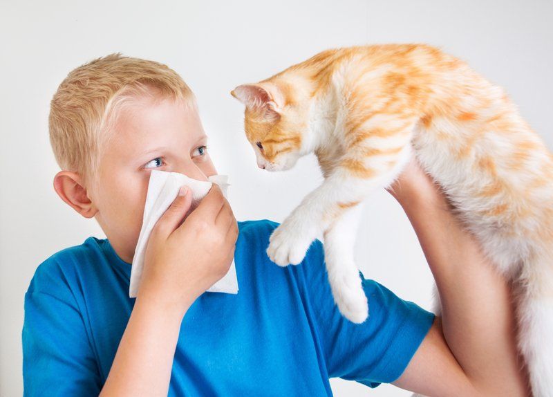 chronic rhinitis cat allergy