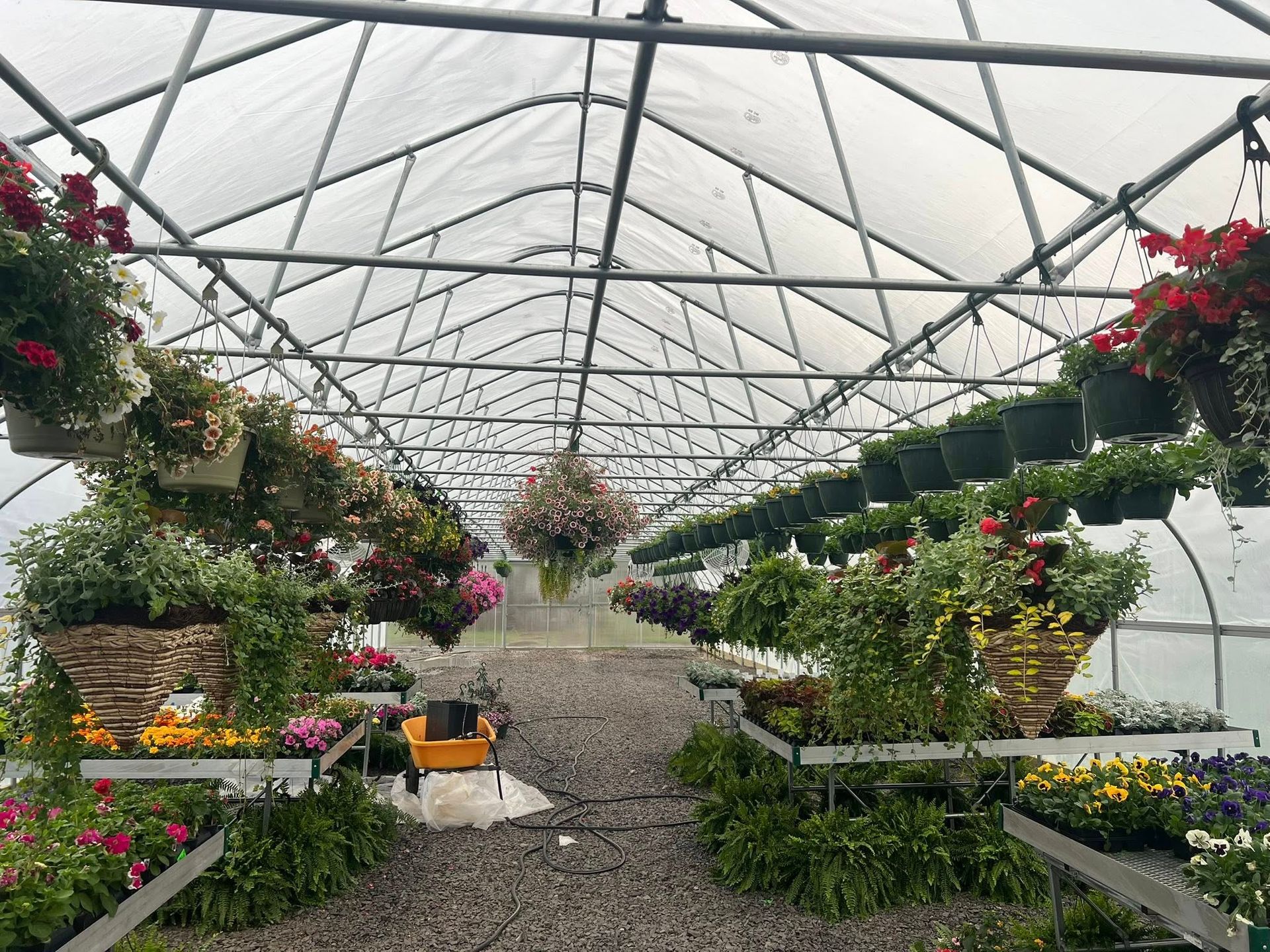 Greenhouse interior with rows of hanging baskets and potted flowers, grey flooring, and a translucent roof.