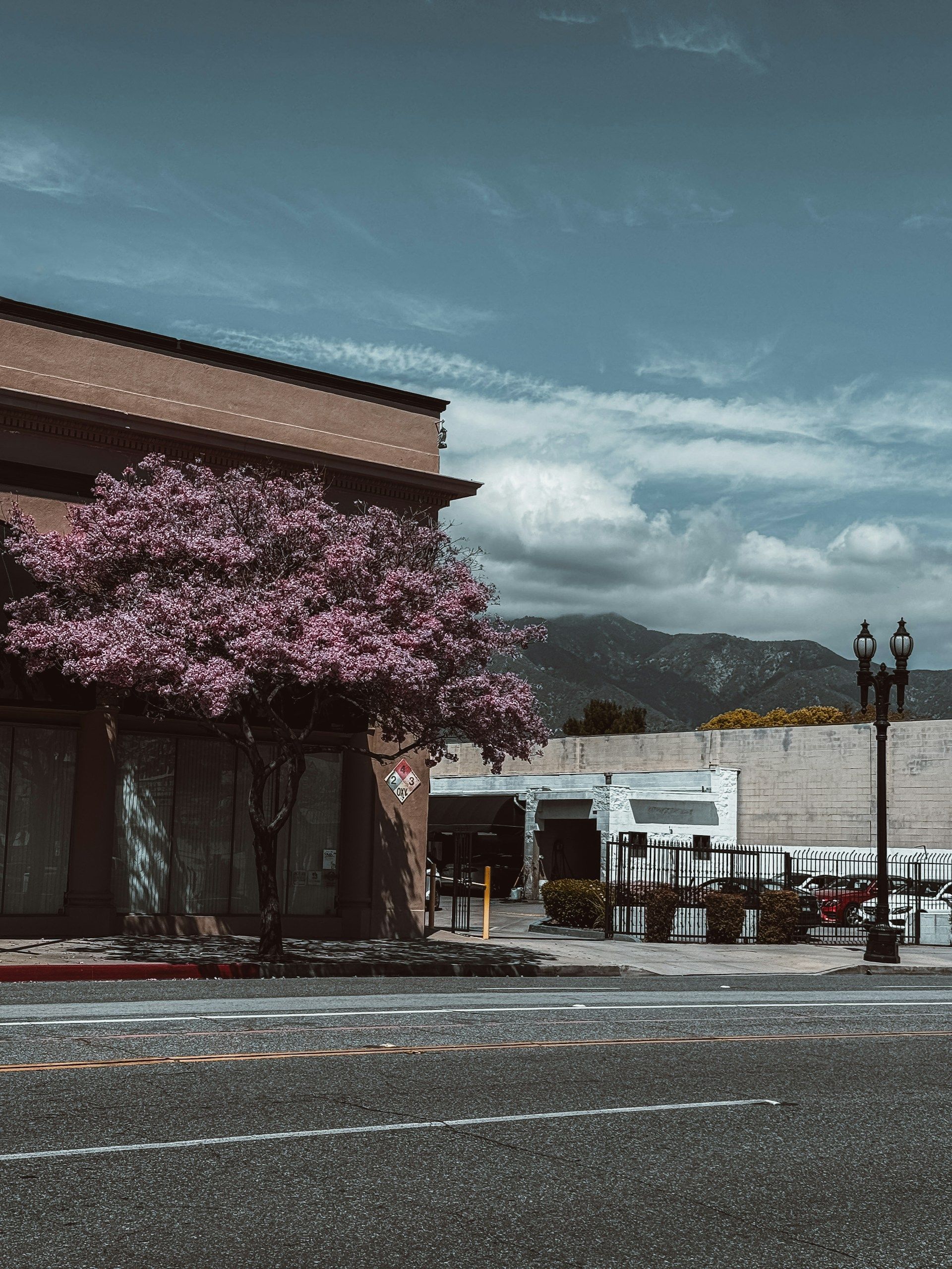 A blooming jacaranda tree sits before a storefront next to a loading dock with mountains in the background.