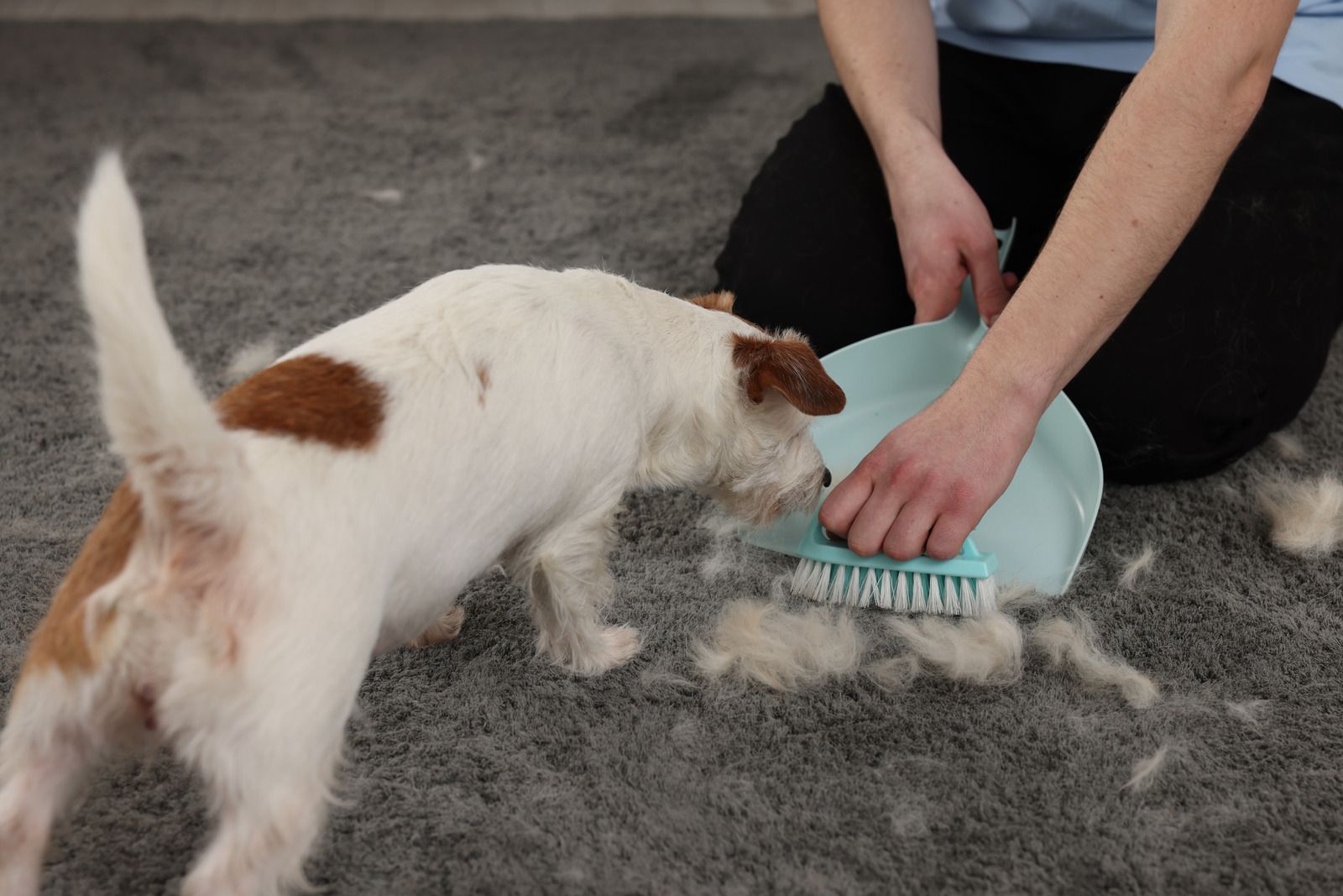 A person is brushing a dog 's fur with a brush.