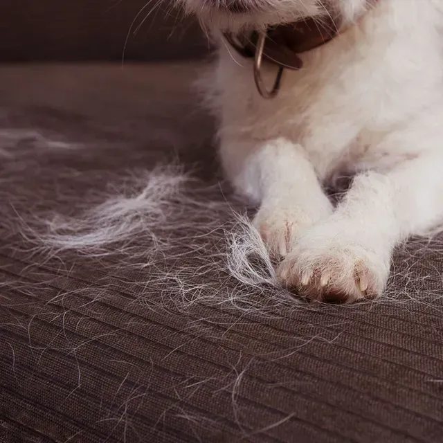 Car interior pet hair removal and cleaning service.