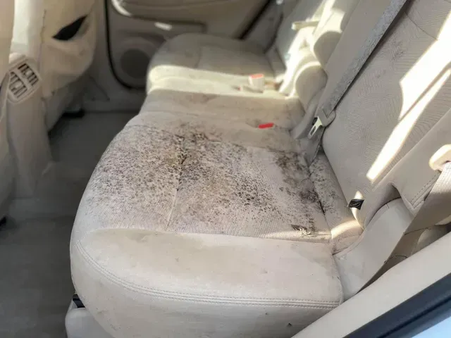 Car interior mold removal and cleaning service.