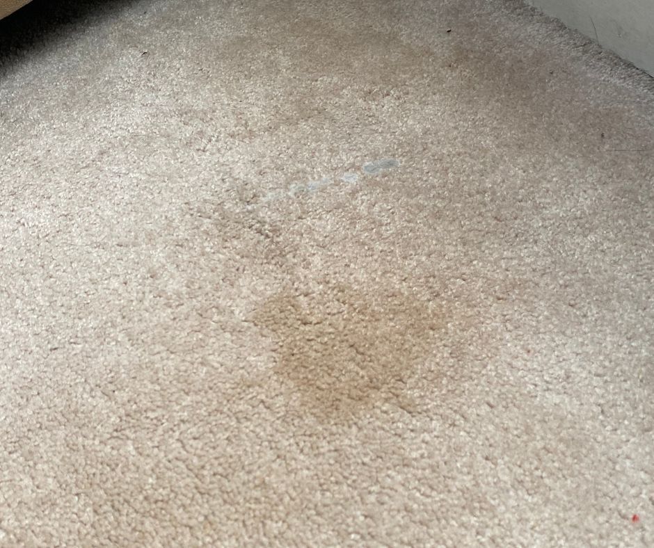 Before steam carpet cleaning service.