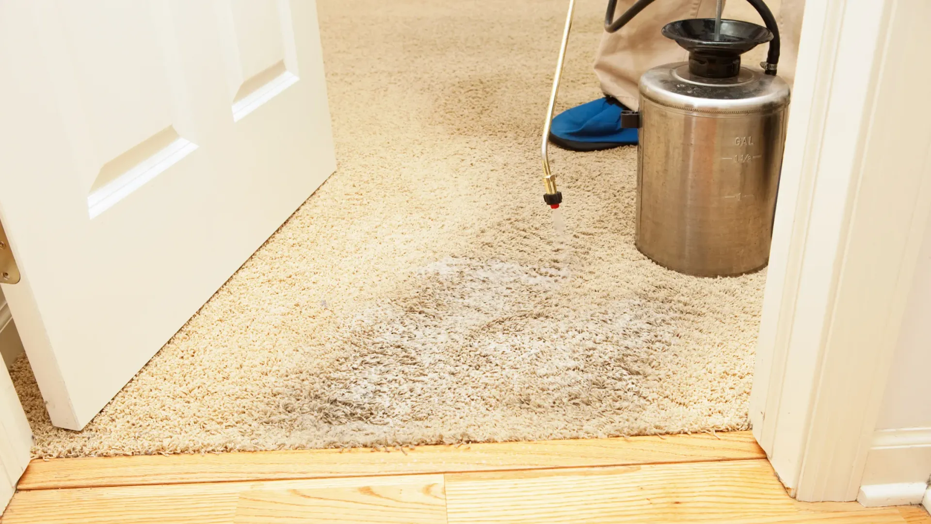 Carpet cleaning home carpet traffic area stains.