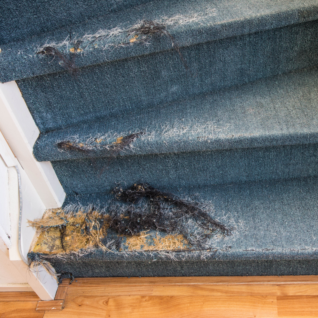 Damaged carpet on stair steps getting repaired.