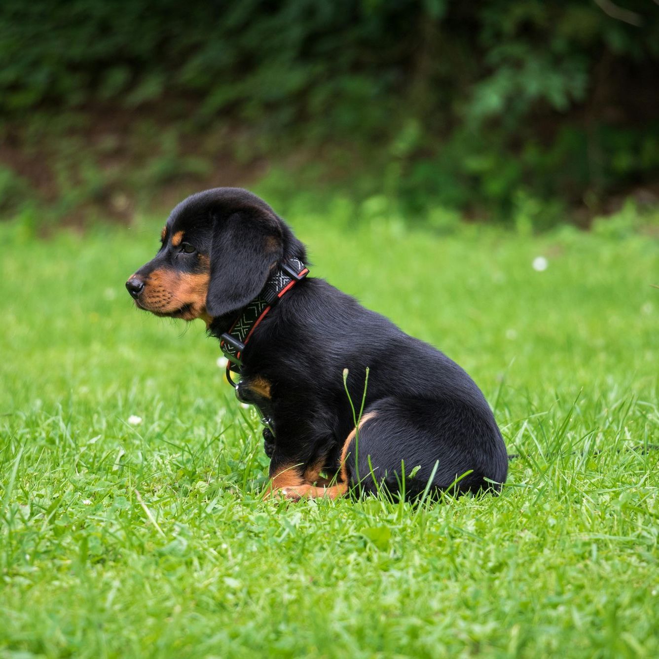 dog poop clean up service