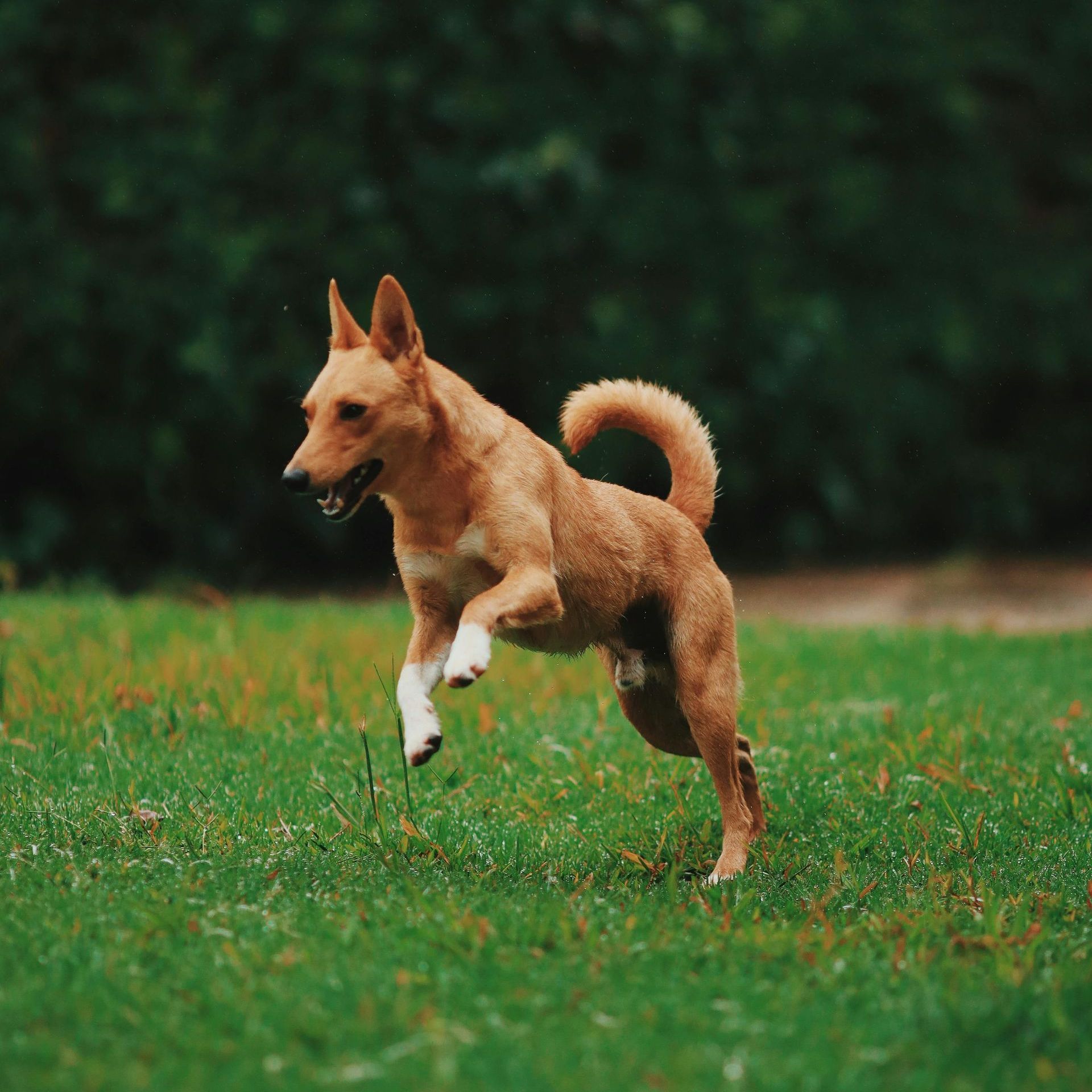 dog pooping in back yard