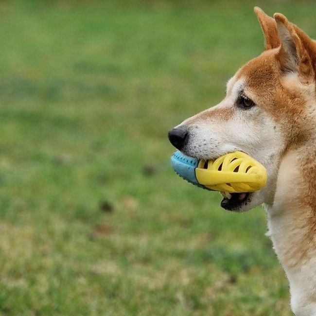 dog poop clean up baton rouge