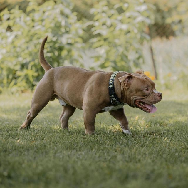 pet poop pickup baton rouge