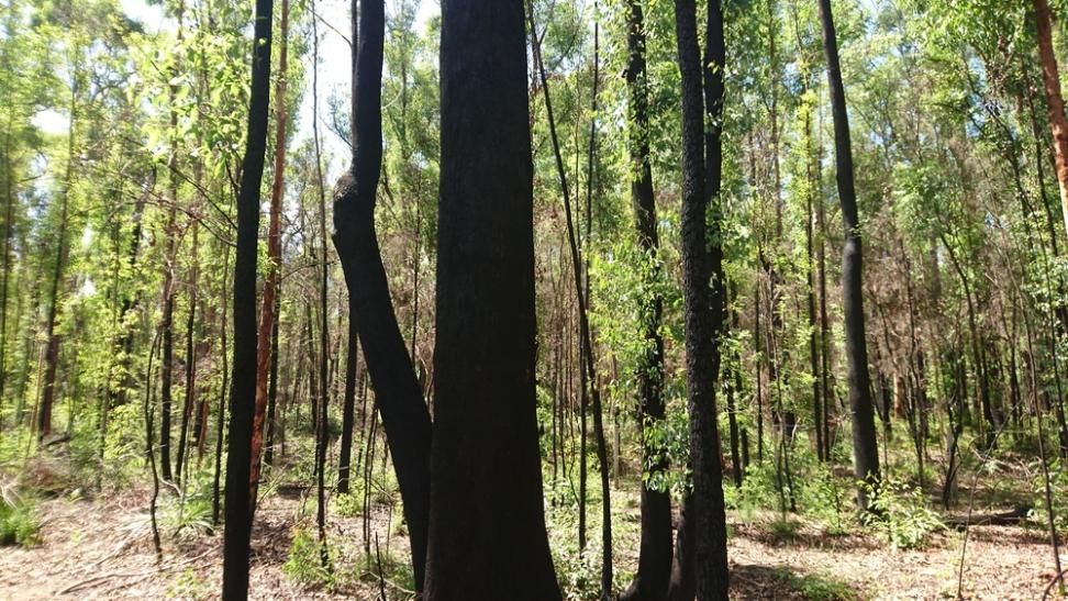 A Forest With Lots Of Trees And A Large Tree In The Middle — LMS Painting & Maintenance Pty Ltd In Medowie, NSW