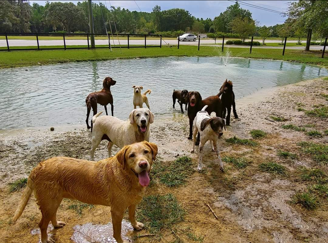 Dog Boarding in Valdosta Southern Hound Club