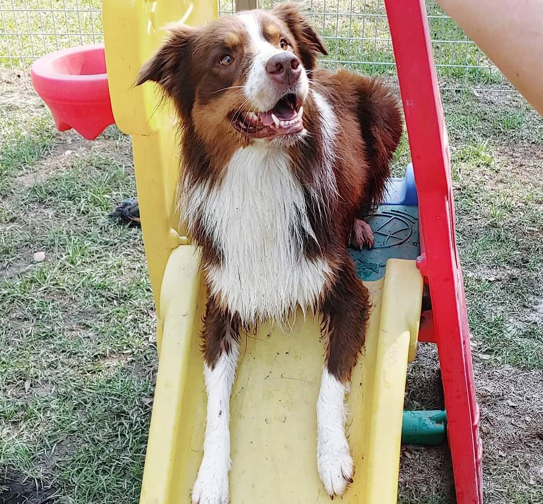 Dog Boarding in Valdosta Southern Hound Club