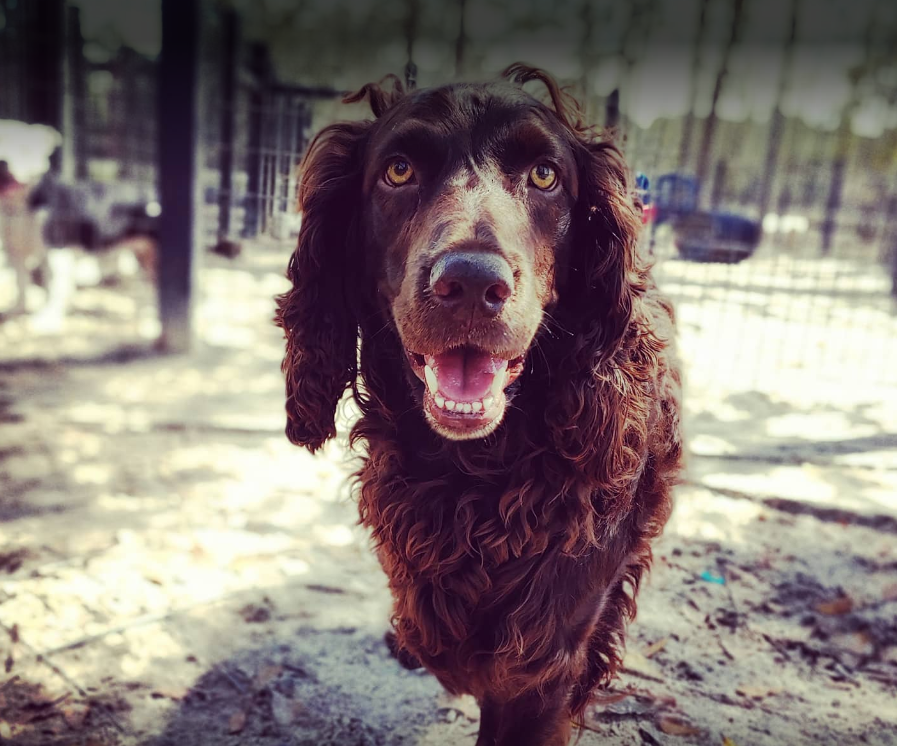 Dog Boarding in Valdosta Southern Hound Club