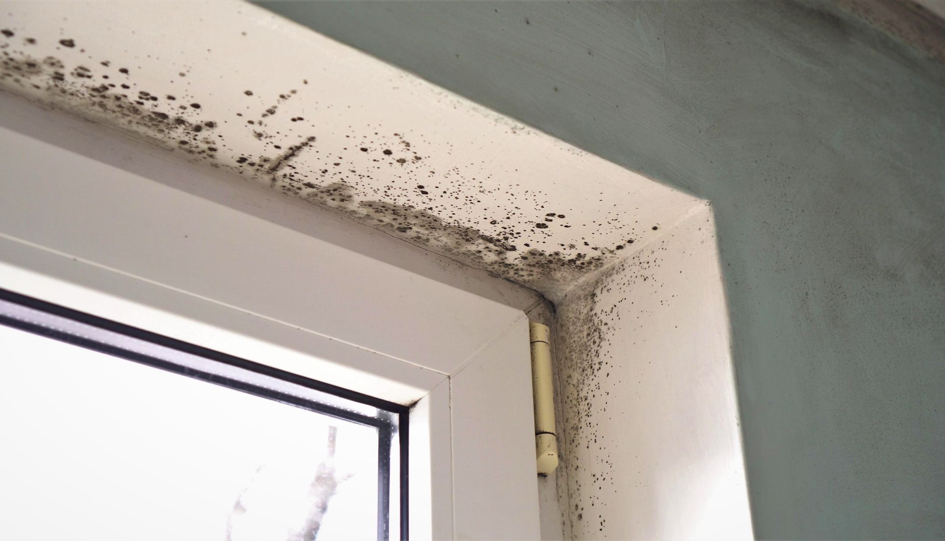 Mold growth around a white window frame and wall; corner view.