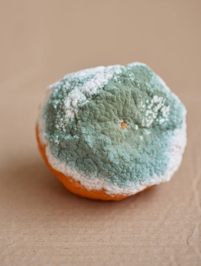 Fungal colonies on a petri dish. Circular, textured, light green and white. Darker center spots.