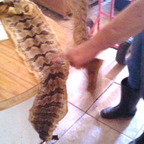 snakeskin found in senior home