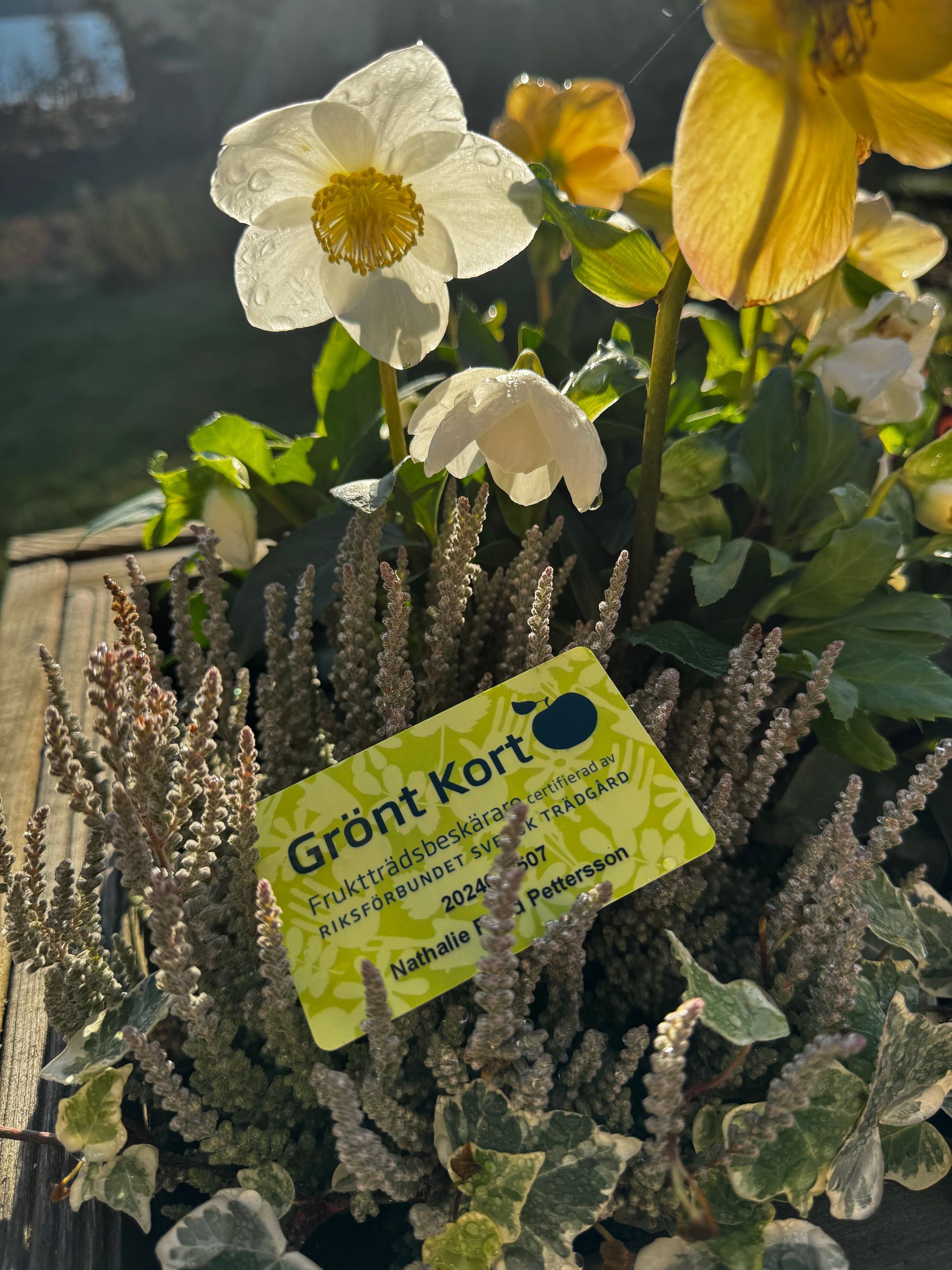 Grönt kort i fruktträdsbeskärning 2024
