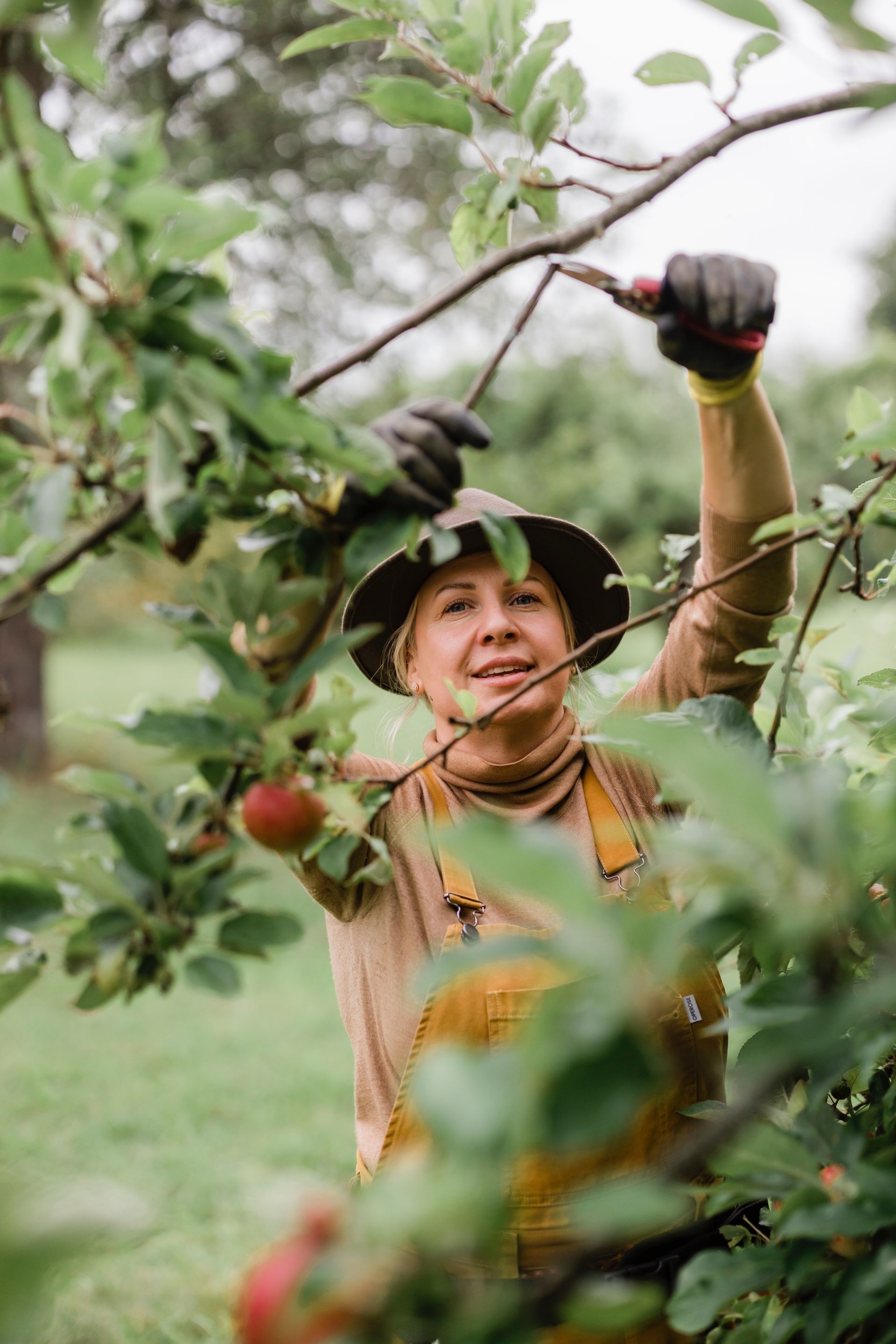 Certifierad fruktträdsbeskärning utförd metodiskt med fokus på trädets långsiktiga hälsa Stockholm