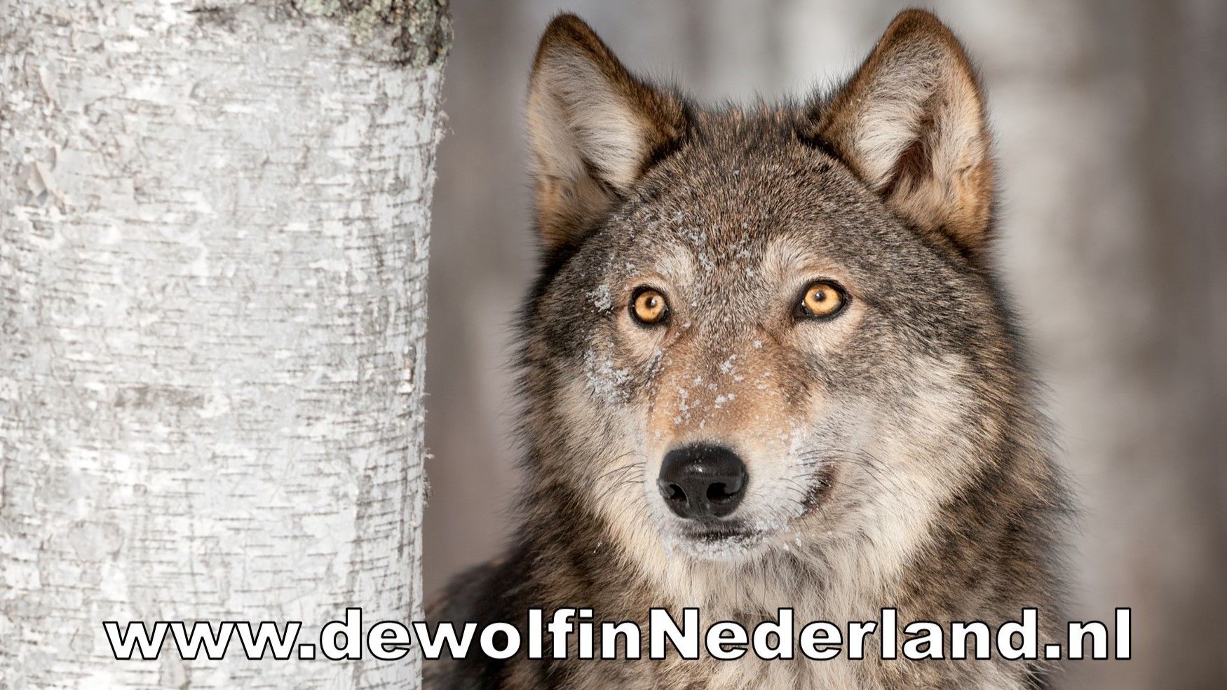 De Wolf In Nederland