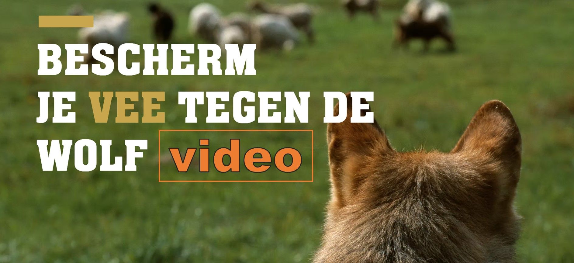bescherm je vee tegen de wolf door wolf fencing
