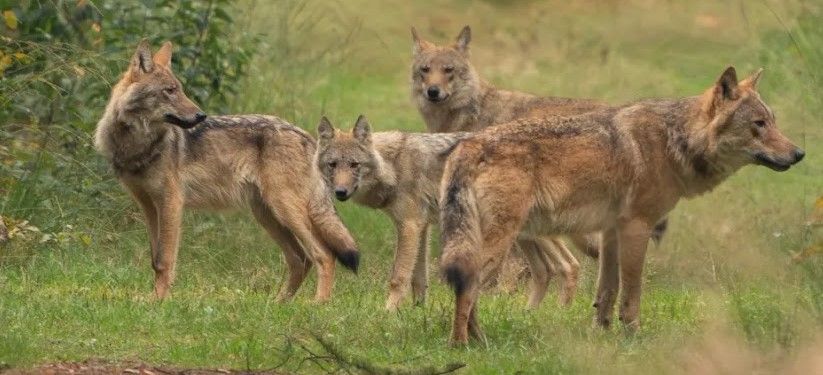 wolf Bram moest dood omdat hij zijn pups beschermde