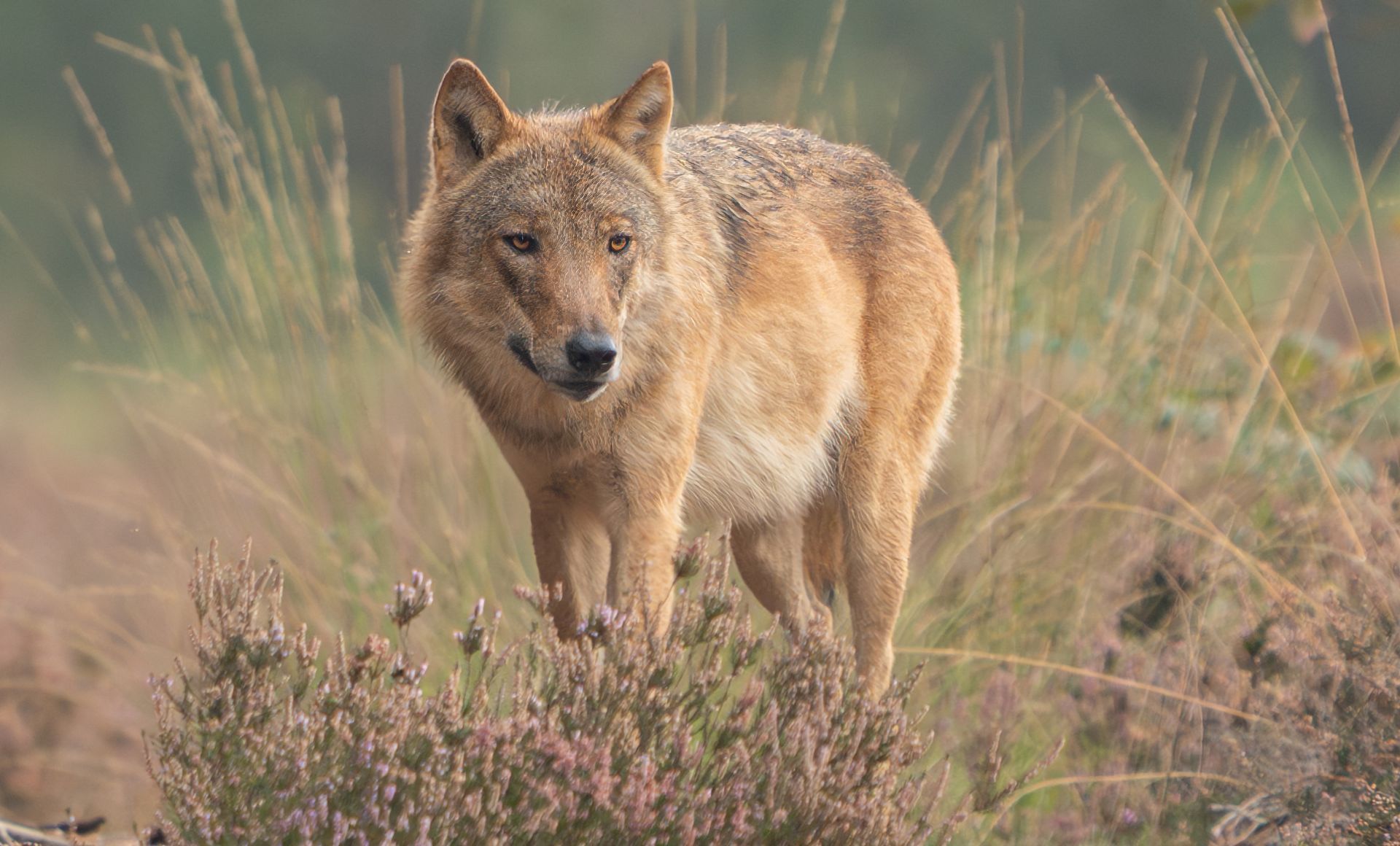 Wolf Bram beschermt zijn pups