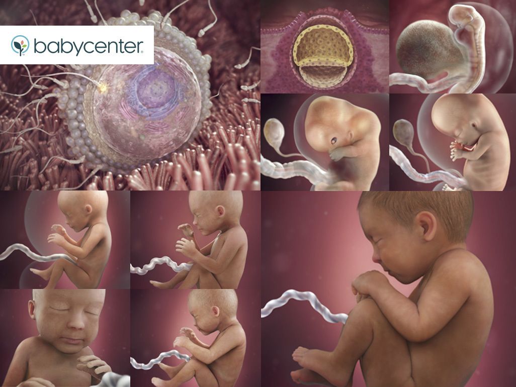 A collage of pictures of a baby in the womb