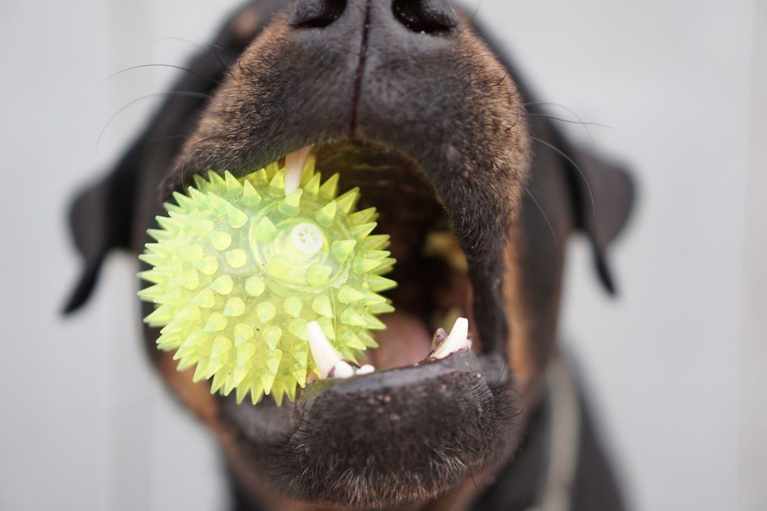 A close up of a dog holding a toy in its mouth