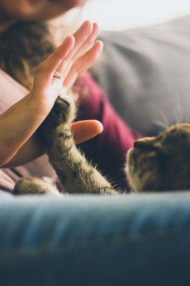 A person is giving a cat a high five on a couch.