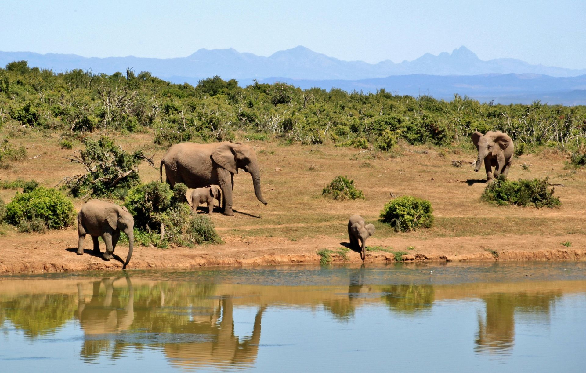 A herd of elephants gather at a watering hole in a sunny savanna with distant mountains in the background.