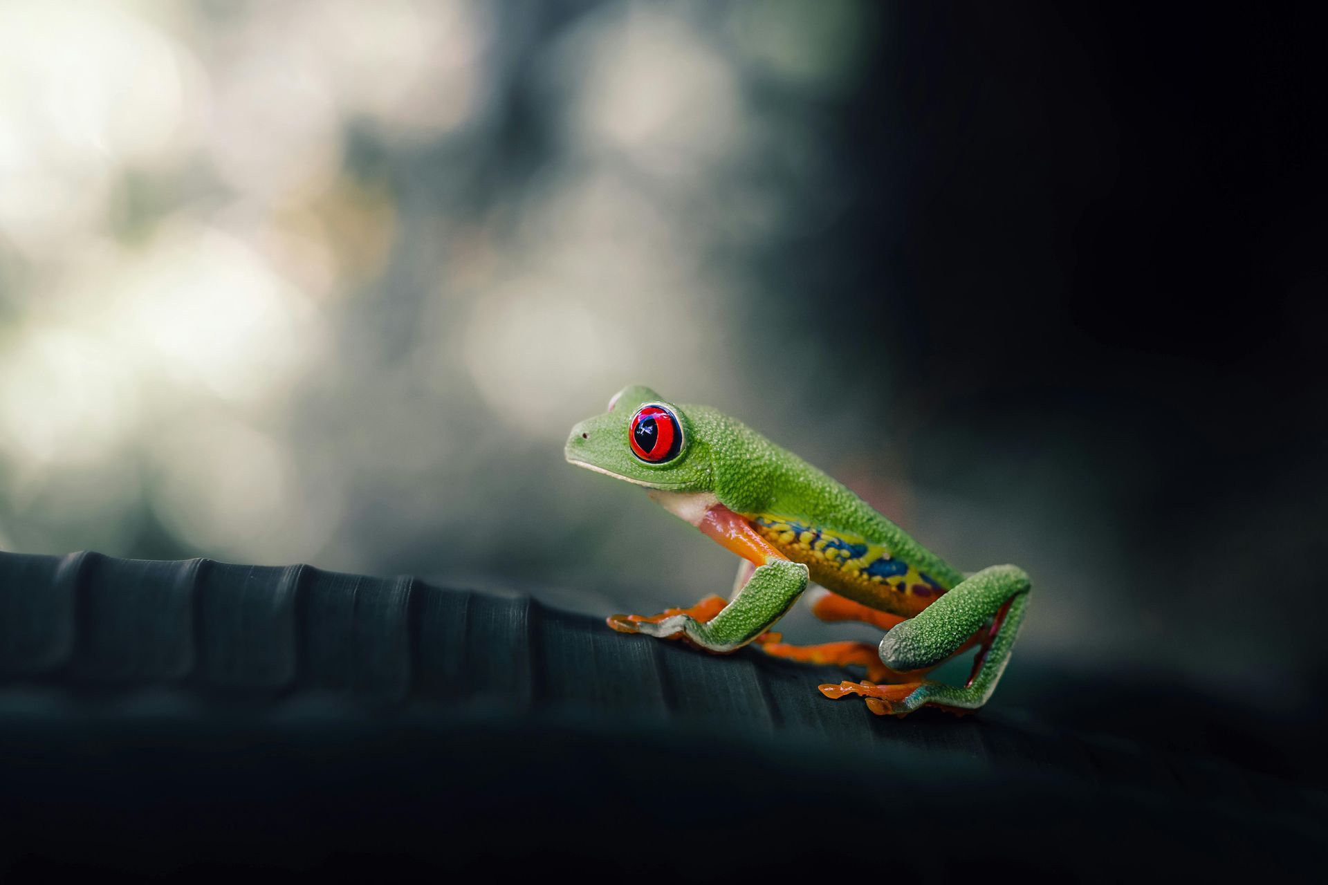 A red-eyed tree frog with vibrant green skin and orange limbs perched on a dark, ridged surface against a blurred background.