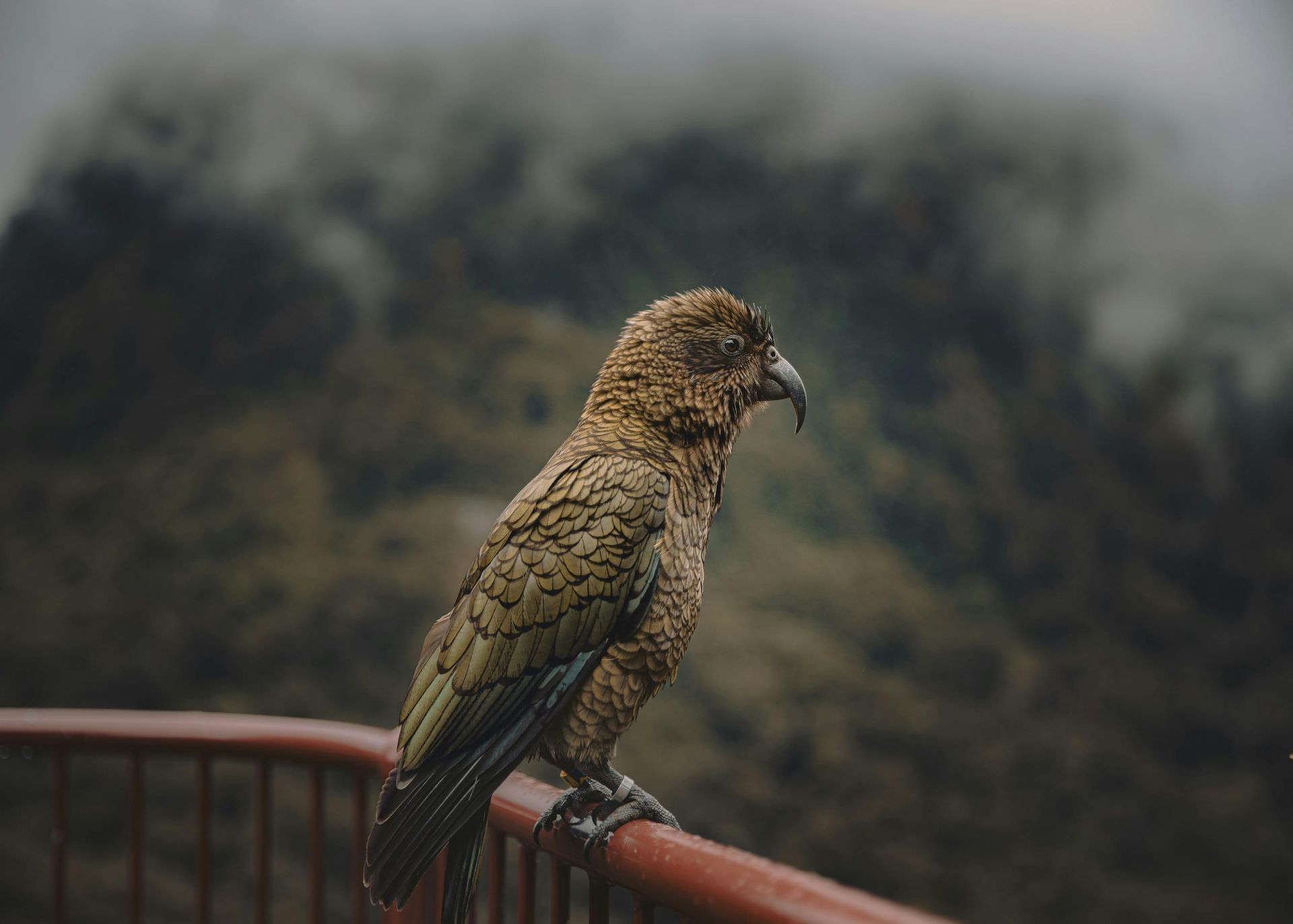 A brown kea parrot perched on a red railing against a blurred, misty mountain landscape.