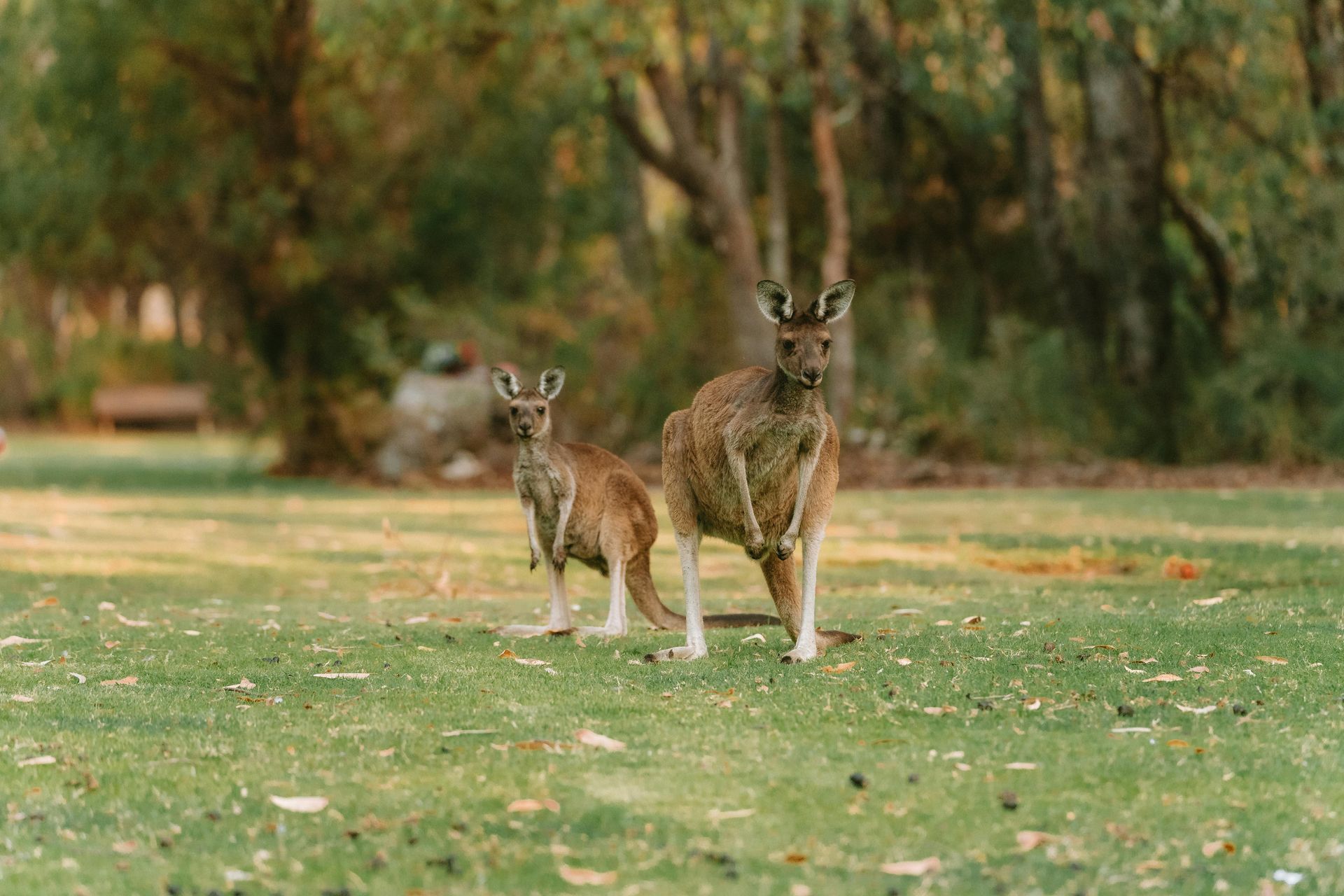 Two kangaroos, a smaller one beside a larger adult, stand on a grassy lawn with trees in the background.