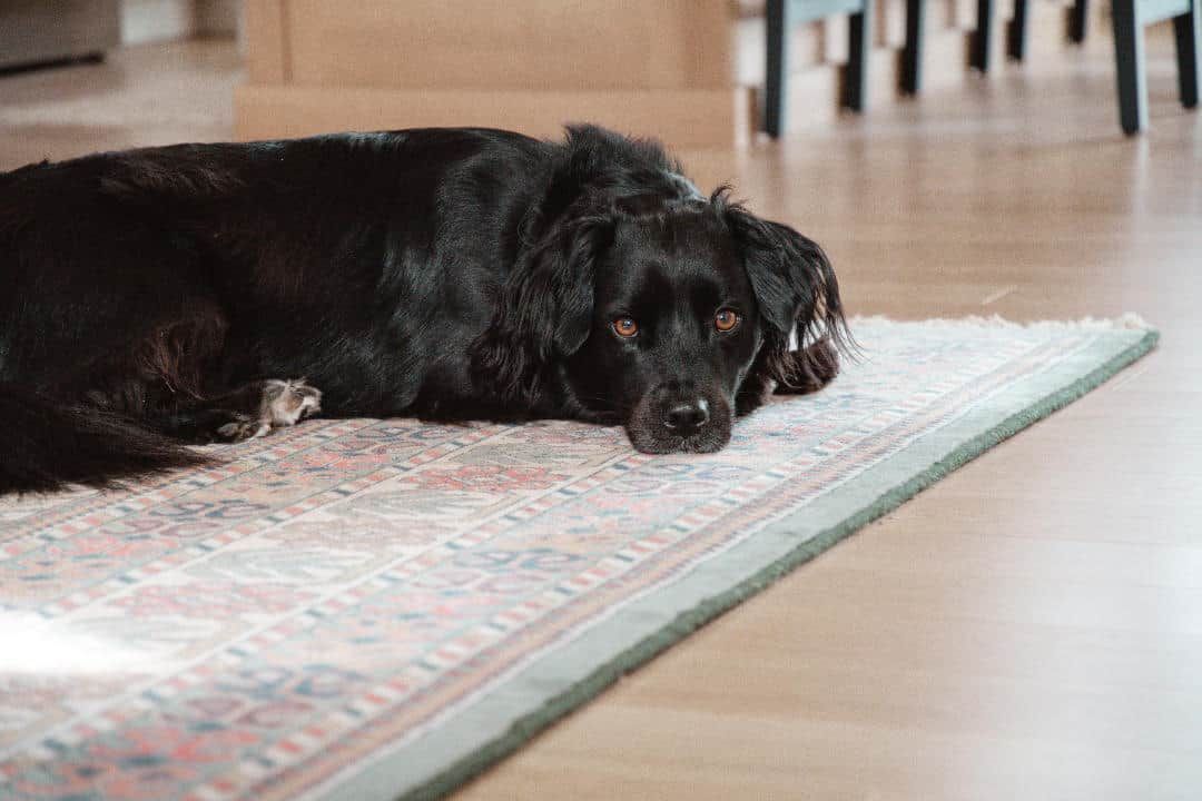 A black dog is laying on a rug on the floor.