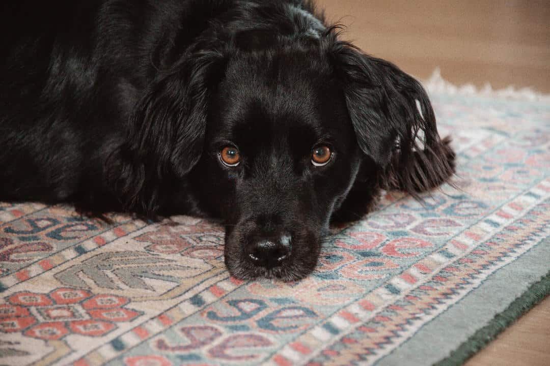 A black dog is laying on a rug on the floor.