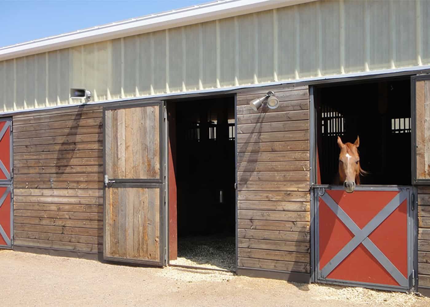 A horse is looking out of a barn door.