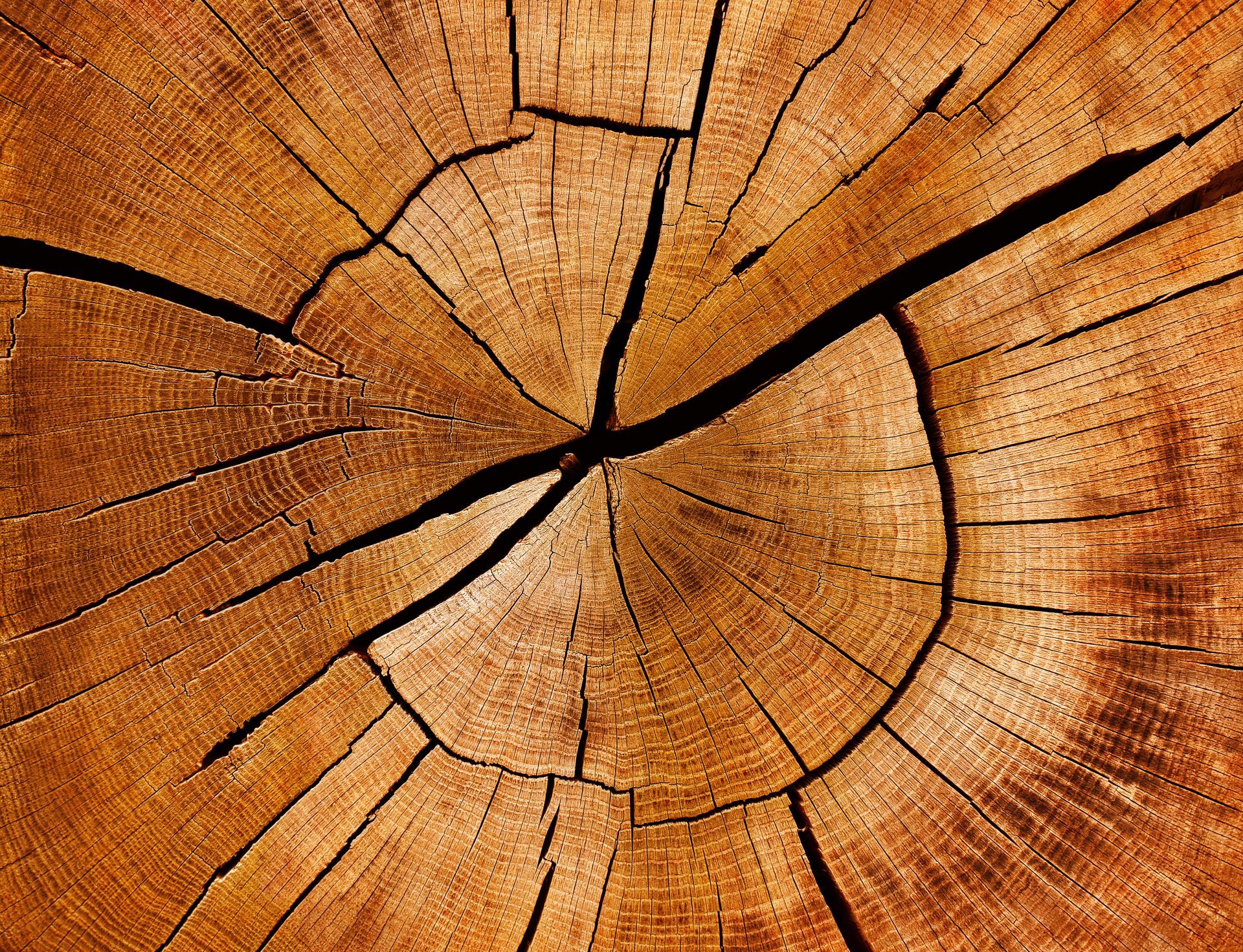 Nahaufnahme eines geschnittenen Baumstamms mit konzentrischen Ringen und strahlenförmigen Rissen in warmen Brauntönen.
