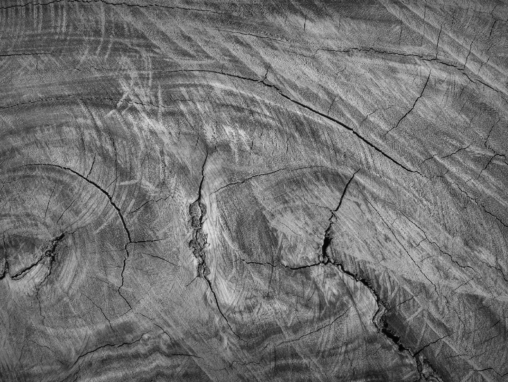 Schwarz-weiße Nahaufnahme eines Baumstumpfs, die Holzmaserung, Risse und kreisförmige Jahresringe zeigt.