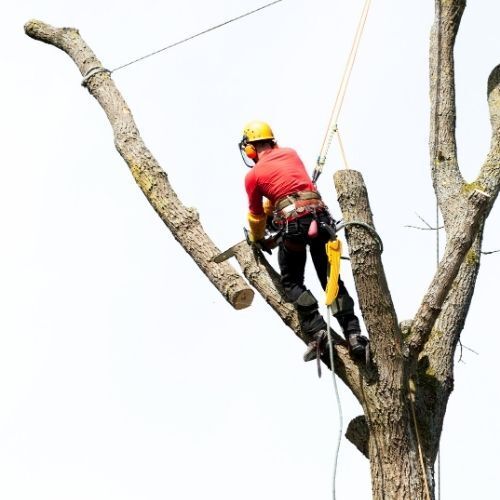 This is a picture of one of our Tree Crowning reduction jobs by Tree Surgeons Leicester