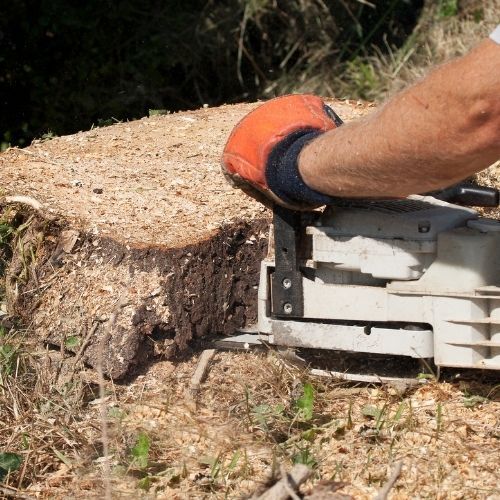 This is a picture of a Tree stump Removal by Tree Surgeons Leicester