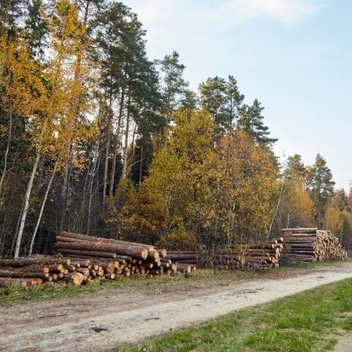 This is a picture by Tree Surgeons Leicester after we have just done a large Tree Felling job in Leicester