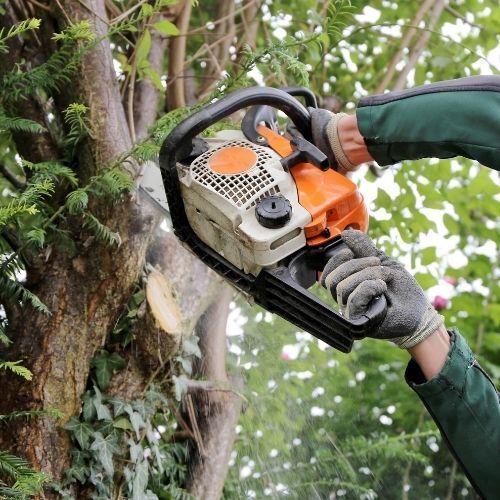 This is a picture of a tree Surgeon  tree lopping using a chain saw