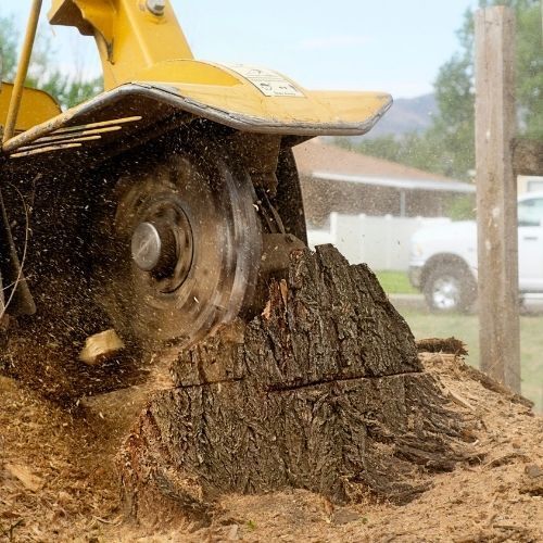 This is a picture of our Leicester Tree Surgeons Stump Grinding using heavy machinery.